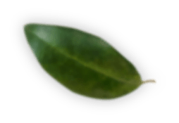 20 Spa & Beauty m20 leaf1