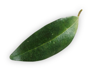 20 Spa & Beauty m20 leaf2