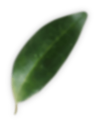 20 Spa & Beauty m20 leaf3