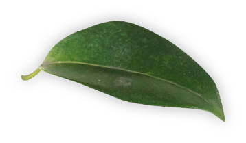 20 Spa & Beauty m20 leaf4