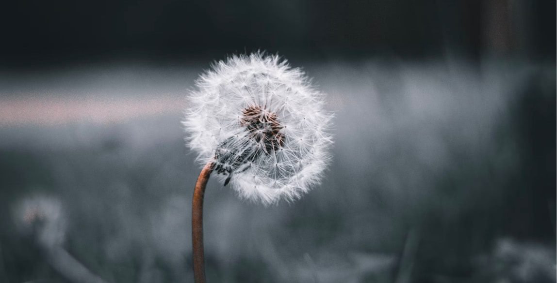 Aliquam erat volutpat phasellus eget single post 4  Blog single post 4